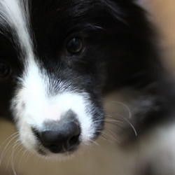 クリスマスイブの前日