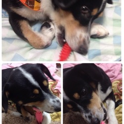 「望くん里親だより～12月27日編その1」サムネイル2