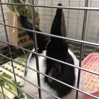 保護うさぎ：ブルーアイのダッチ おにちゃん（オス）