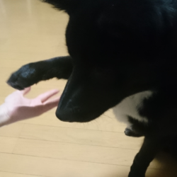 「手作り犬用おやつ『さつまいもチップス』」サムネイル2