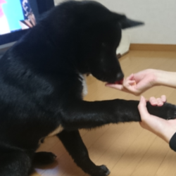 「手作り犬用おやつ『さつまいもチップス』」サムネイル3