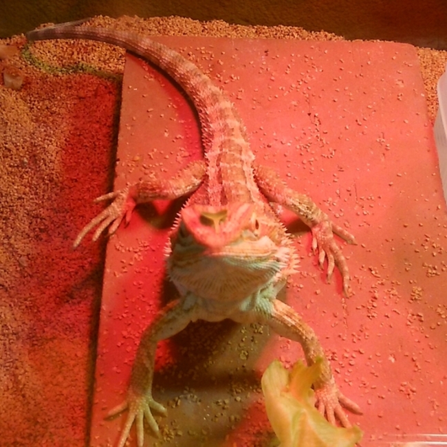 えのいもむしのカバー写真