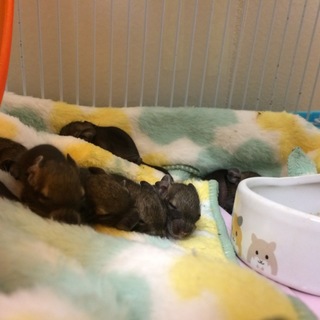 デグーの赤ちゃんが生まれました