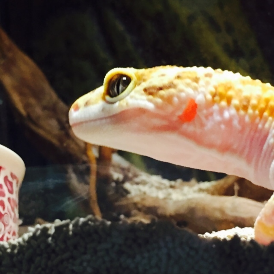 めろのカバー写真