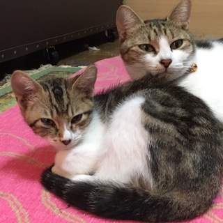 リス柄キジトラ☆男の子