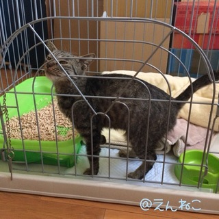 ハンディキャップのある『キジトラくん』