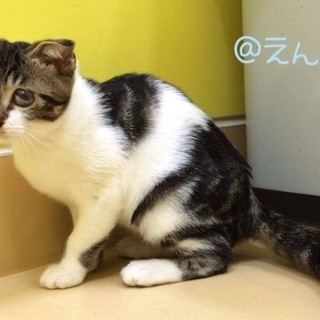 耳折れ『ミミちゃん』（目にハンディキャップあり）