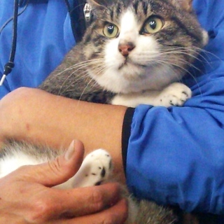 【緊急に里親さん探しています・２】