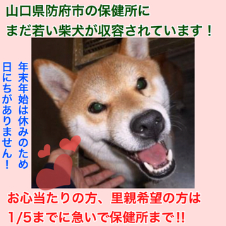 飼い主さんの元に戻りました！ありがとうございました