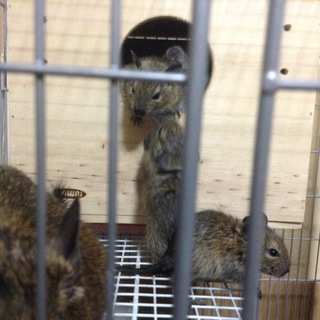 メス1匹　デグー赤ちゃん里親様募集