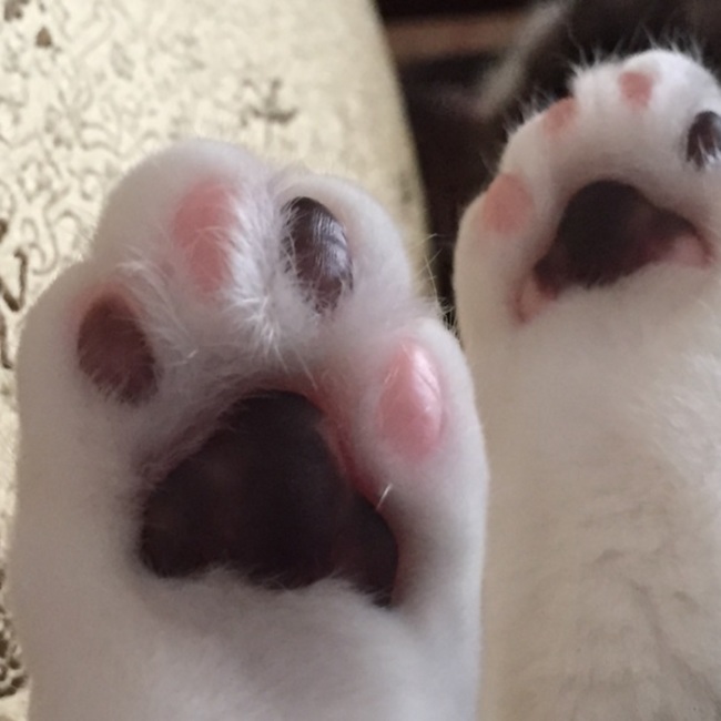 りかおんのカバー写真