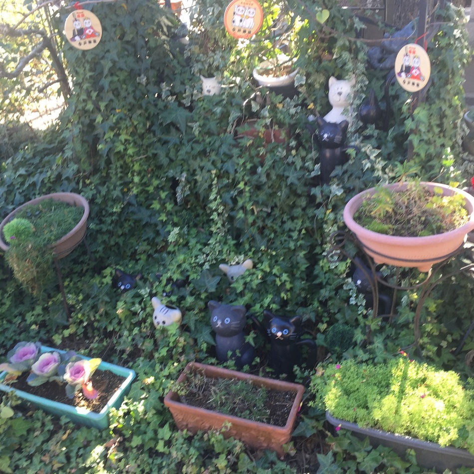 トラのカバー写真