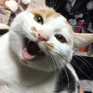 新しい家族決まりました！