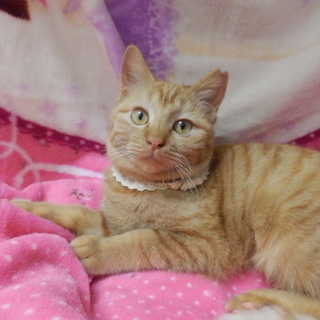 推定７カ月♀茶トラ避妊済み