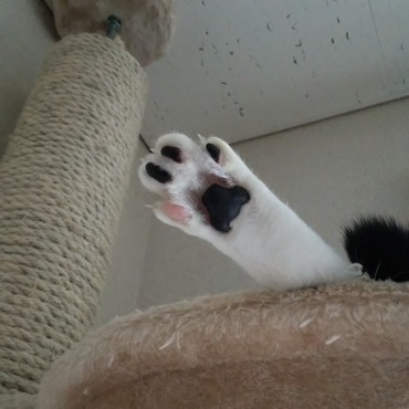 肉球はマダラ模様