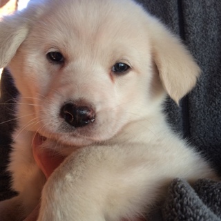 レトリバーmix⁉️生後2ヶ月の男の子