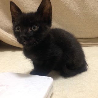 停止　生後２ヶ月　大きな目がかわいい黒チビちゃん