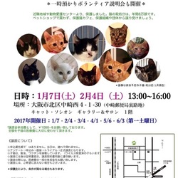 お正月＊子猫里親会＊一時預かりボランティアさん募集説明会