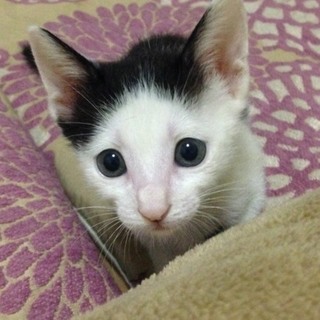 募集停止　困り顔がかわいい！白黒の女の子