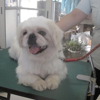 ペニーズMIXのガロ君（交渉中にて一旦募集停止）