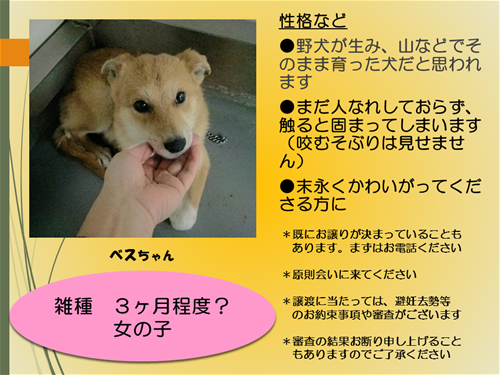 子ぎつねみたいなベスちゃん 岡山県 犬の里親募集 ペットのおうち 月間利用者150万人
