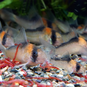 チビ達のごはんです