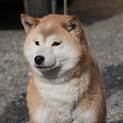 柴犬　優良血統の女の子　血統書付き