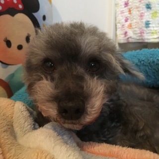 大人しくて人懐っこいシュナとトイプーのMIX犬