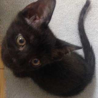募集停止　抱っこ大好き！生後2ヶ月の黒猫ちゃん