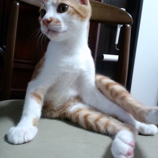 募集停止しますひかえめ茶白の男の子　