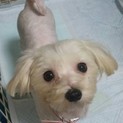 マルチーズのフェリスちゃん