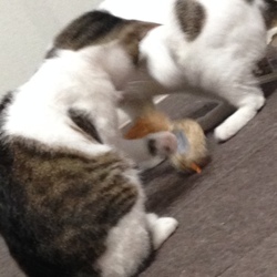 「ふふふ。。。」サムネイル1