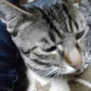 里親募集しています。