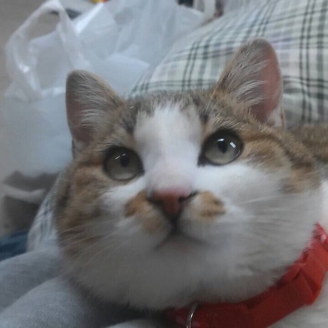 けん けんのカバー写真