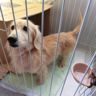 飼育放棄・ミニチュアダックス ７才の男の子