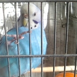 元気で人懐っこくモノマネも得意そうなコです♪