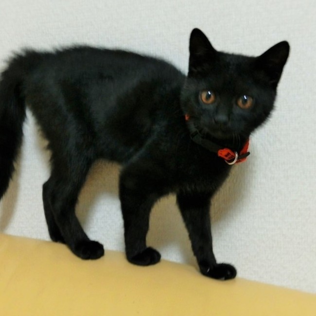 ホリディのカバー写真