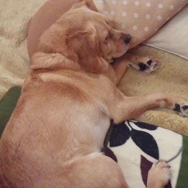 枕を使います( *・ω・)ノ