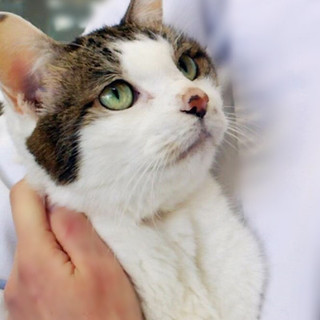 穏やかで甘えん坊人間好きシニア・愛護センター引出