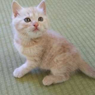 薄茶色が可愛い