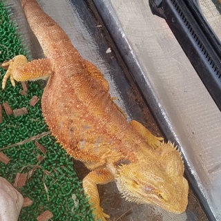 フトアゴヒゲトカゲの里親募集