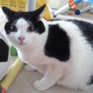 飼い主に棄てられてしまった「梅ちゃん」