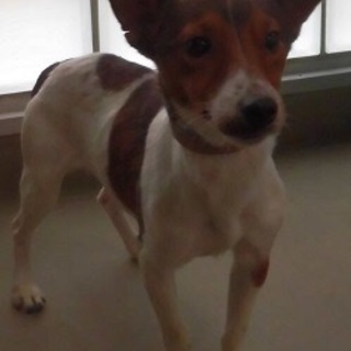 愛媛県動物愛護センターに収容されています！