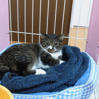 シマキジおめめくりくり1歳女の子　