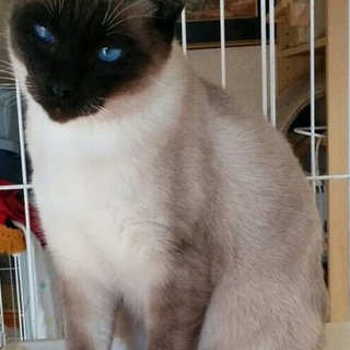 シャムミックスの男の子