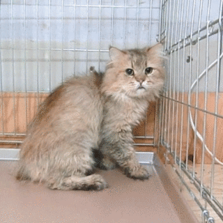 3才くらいのペルシャの男の子