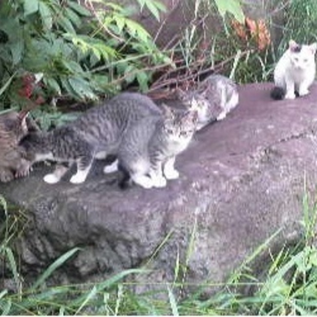 km1833のカバー写真