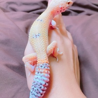 まぐろ