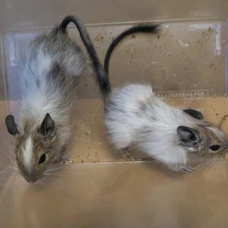 デグーの里親さん募集 新規募集は中止