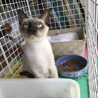 里親さん募集。お願いします！